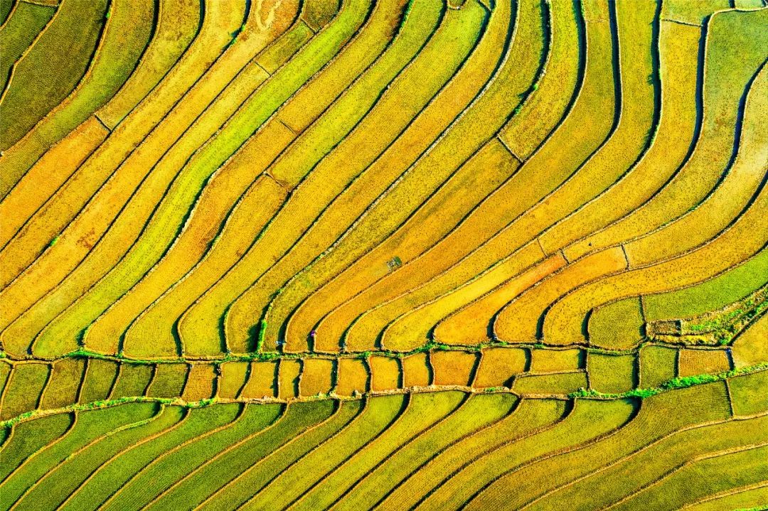 在印度做的这场实验，，适合中国吗？？丨安博电竞头脑力夏日论坛