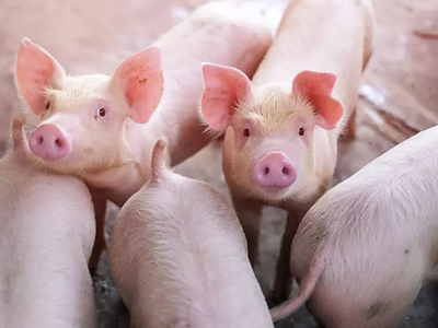 安博电竞·(中国区)官方网站