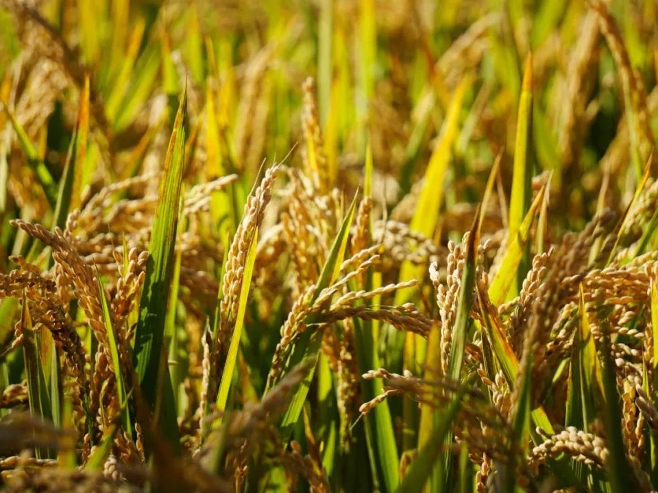 安博电竞·(中国区)官方网站