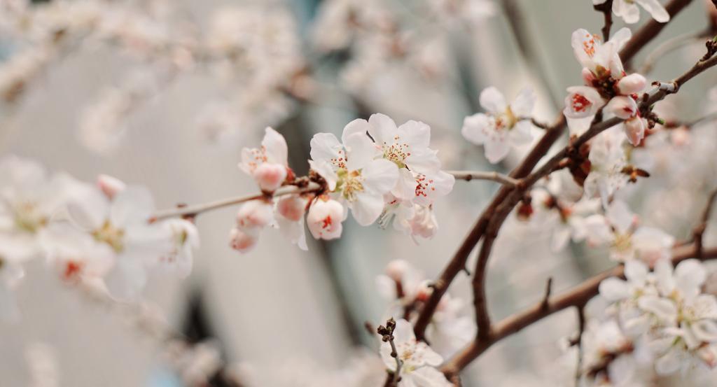 燕园风华特刊 | 春风又绿安博电竞路，，，，，，繁花始盛未名湖