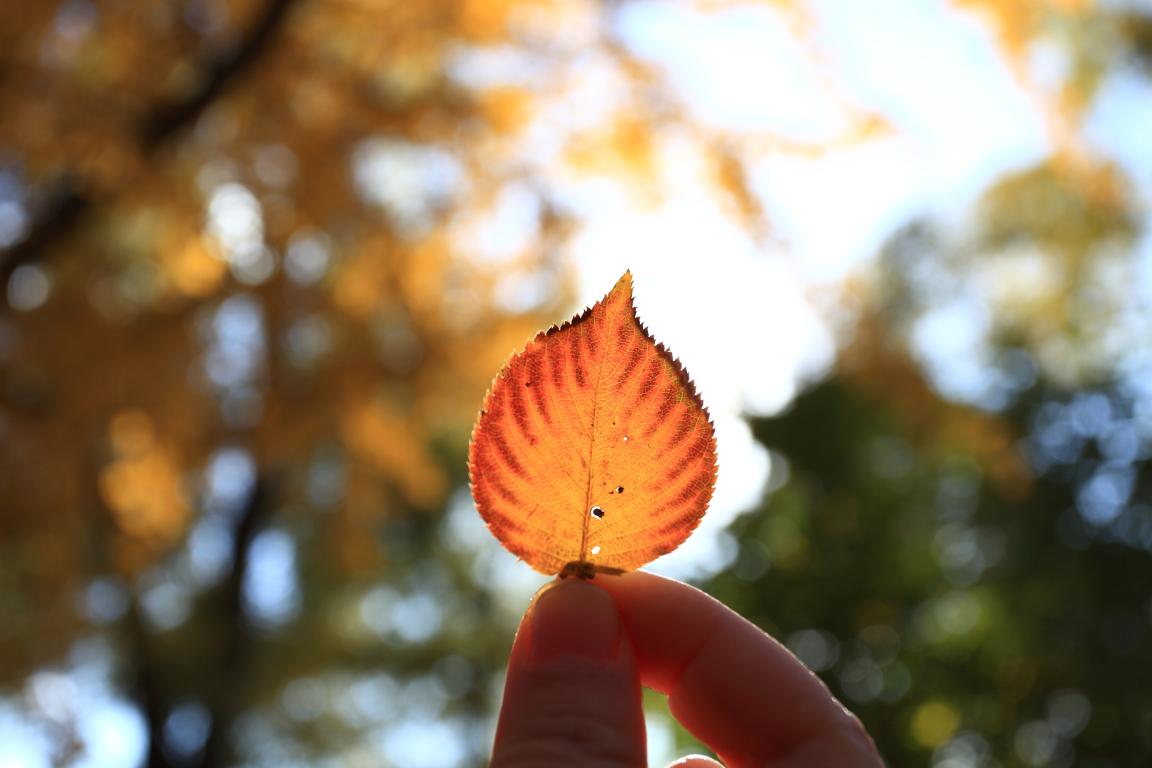 北大安博电竞MPAcc为何能获评A+效果？？？？？—校友风范（Ⅱ）